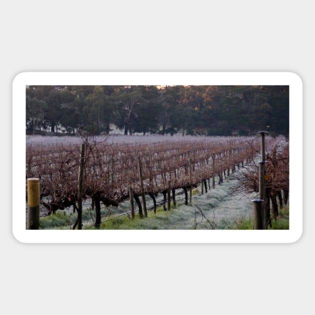 Frosty in the Vines - Adelaide Hills - Fleurieu Peninsula by South Australian artist Avril Thomas Sticker by MagpieSprings